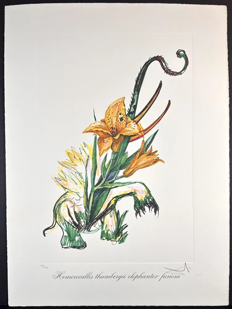 版画 Dali - Florals Elephant Lily