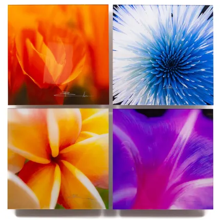 摄影 Lik - Flowers of Paradise