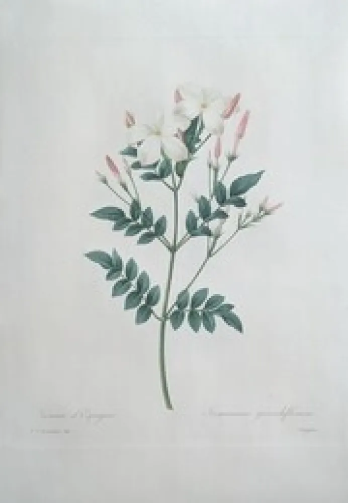 蚀刻版画 Redouté - Jasmin d'Espagne / Jasminum Grandiflorum