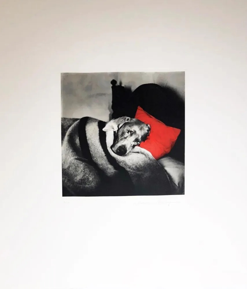 版画 Wegman - Cinderella Sleeping